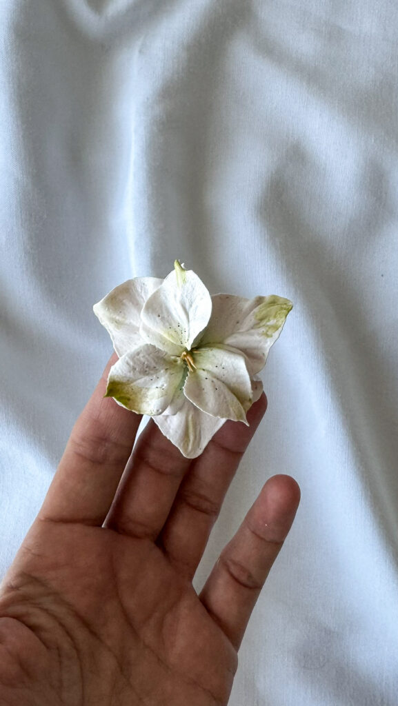 Sefiirilillede koostis ja omadused käsitöö sefiirilill